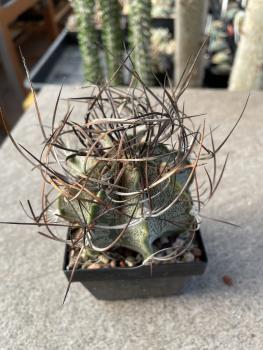 Astrophytum capricorne var. senile